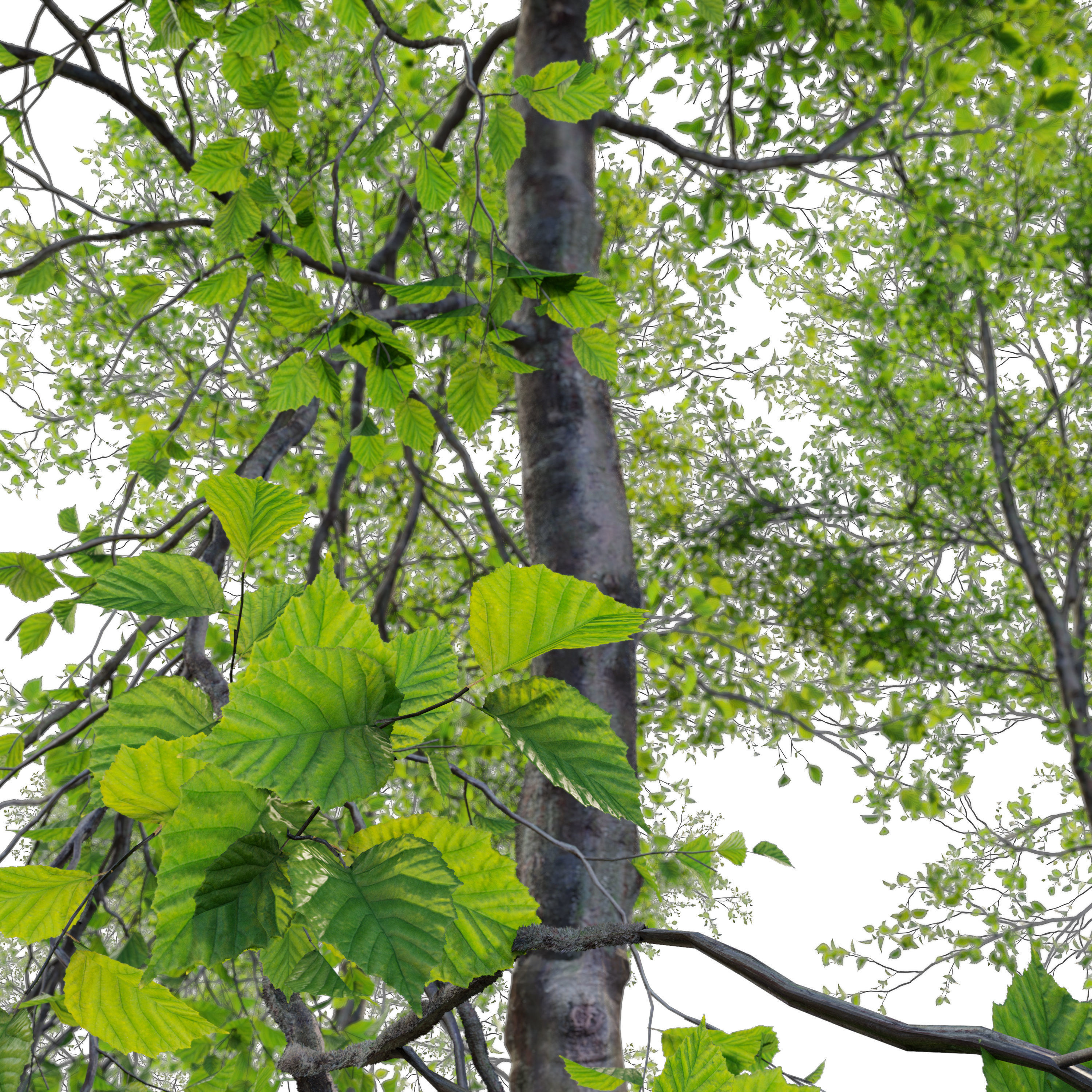 Young beech tree 3D model_3