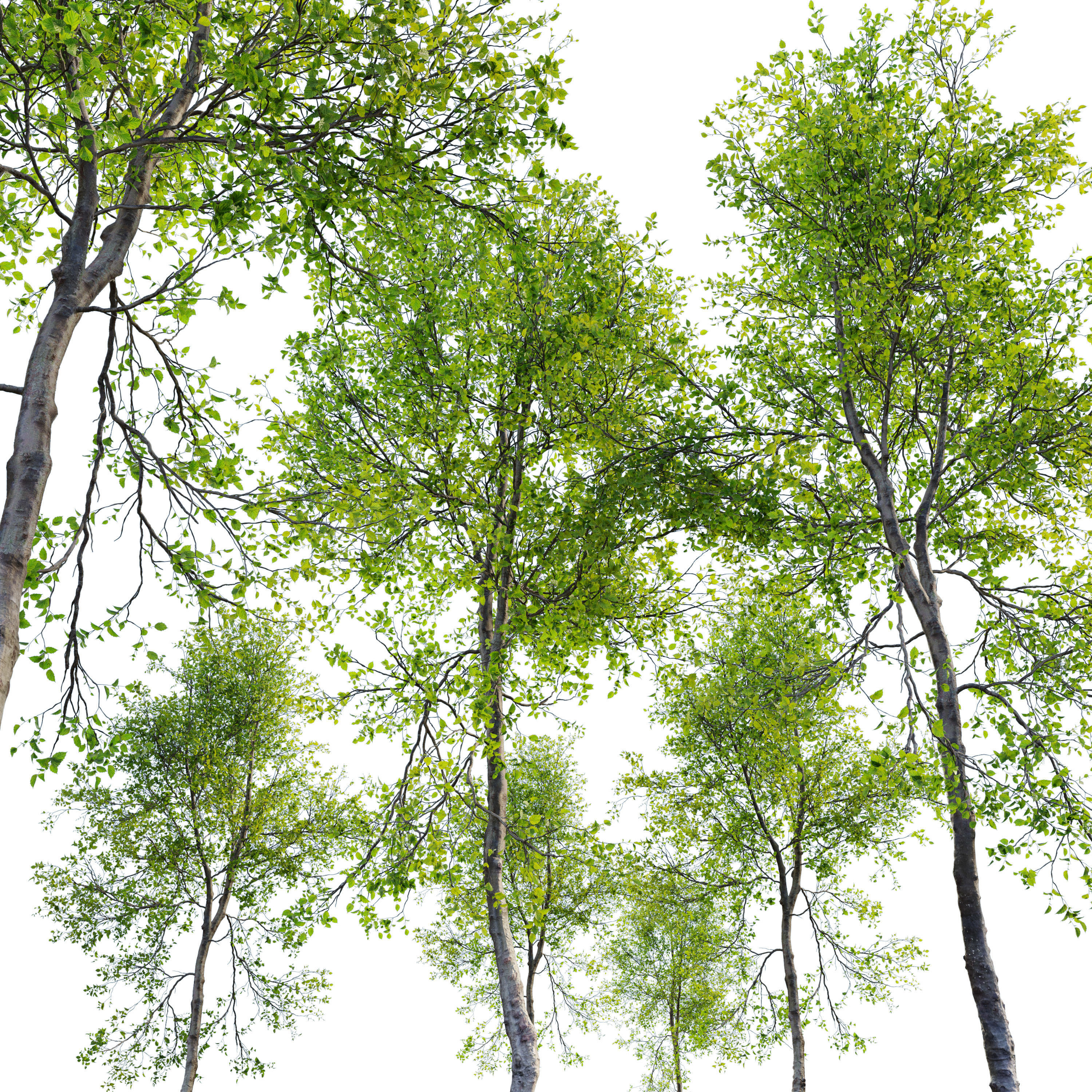 Young beech tree 3D model_2