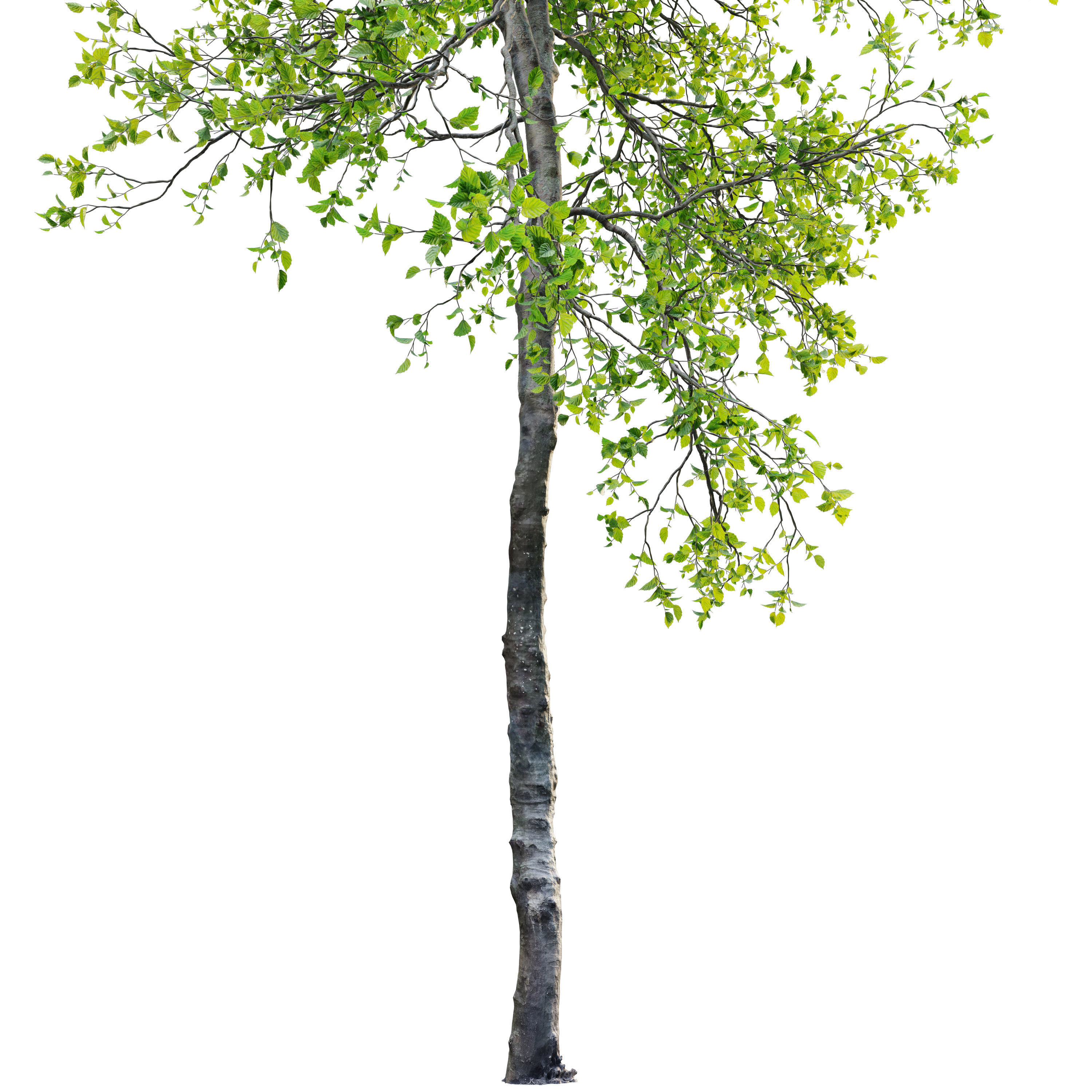 Young beech tree 3D model_5