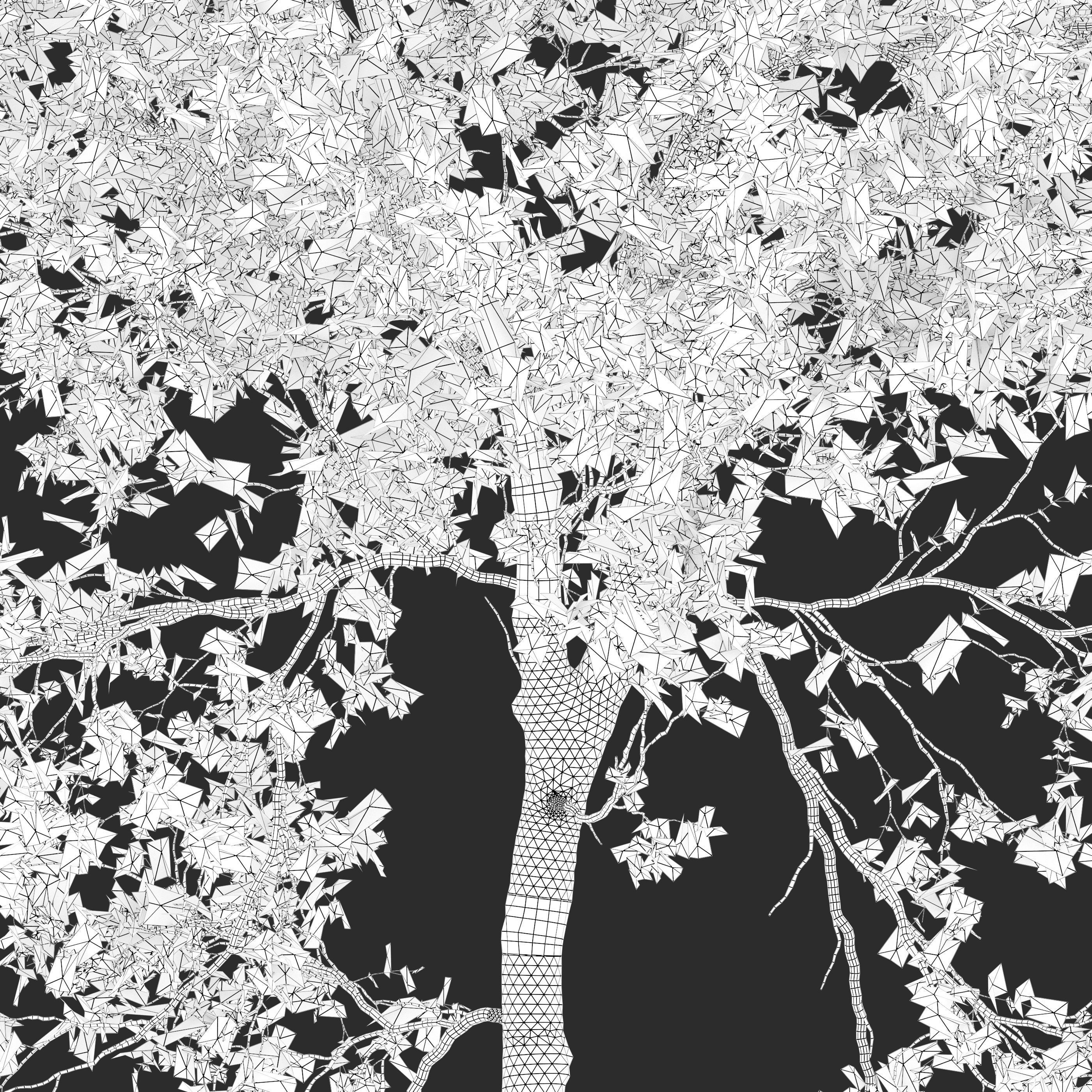 Young beech tree 3D model_6