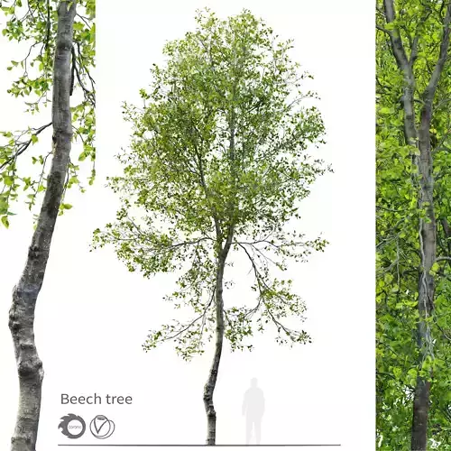 Young beech tree 3D model