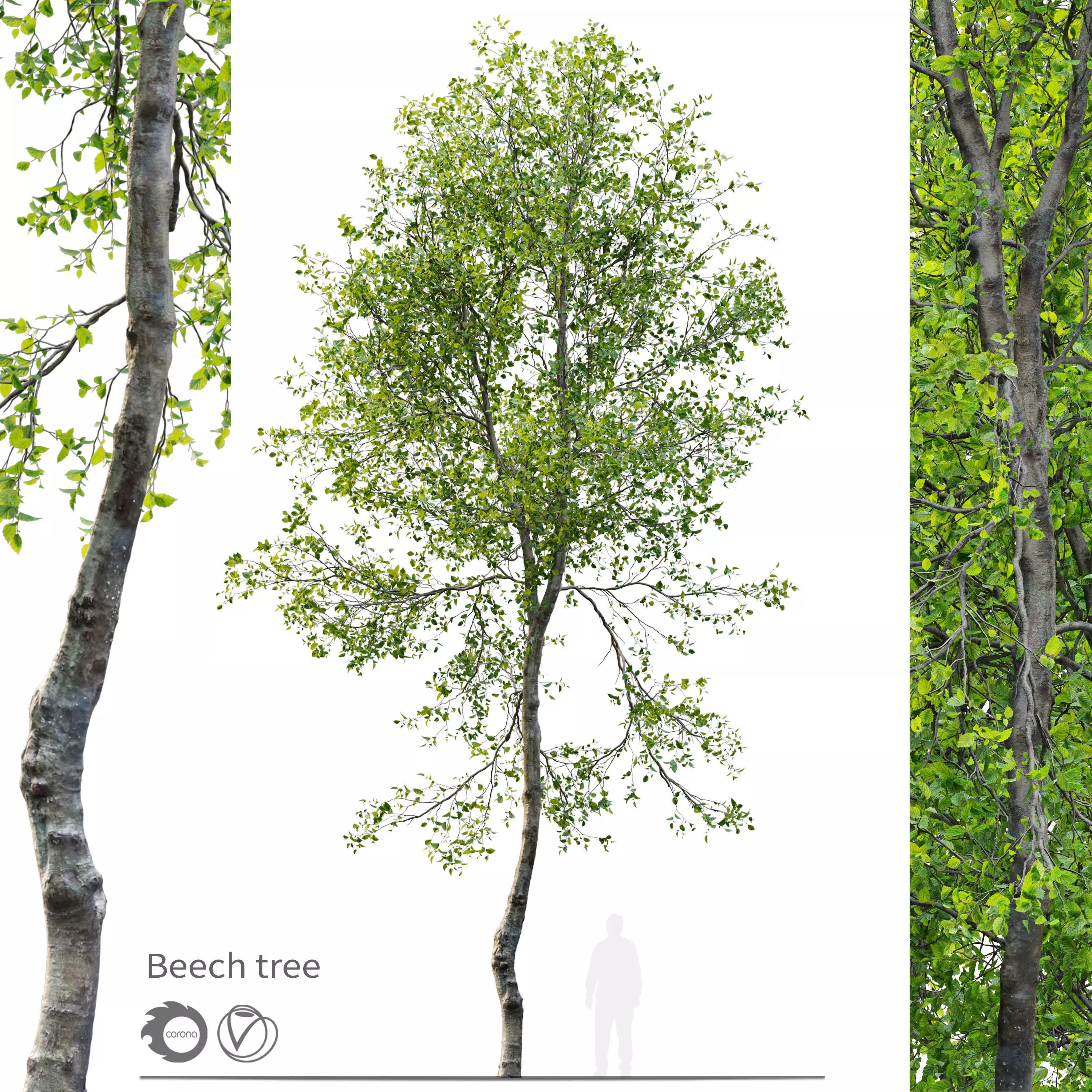 Young beech tree 3D model_0