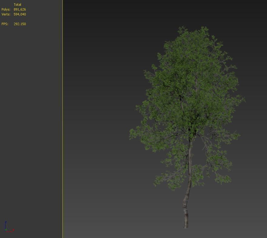 Young beech tree 3D model_7