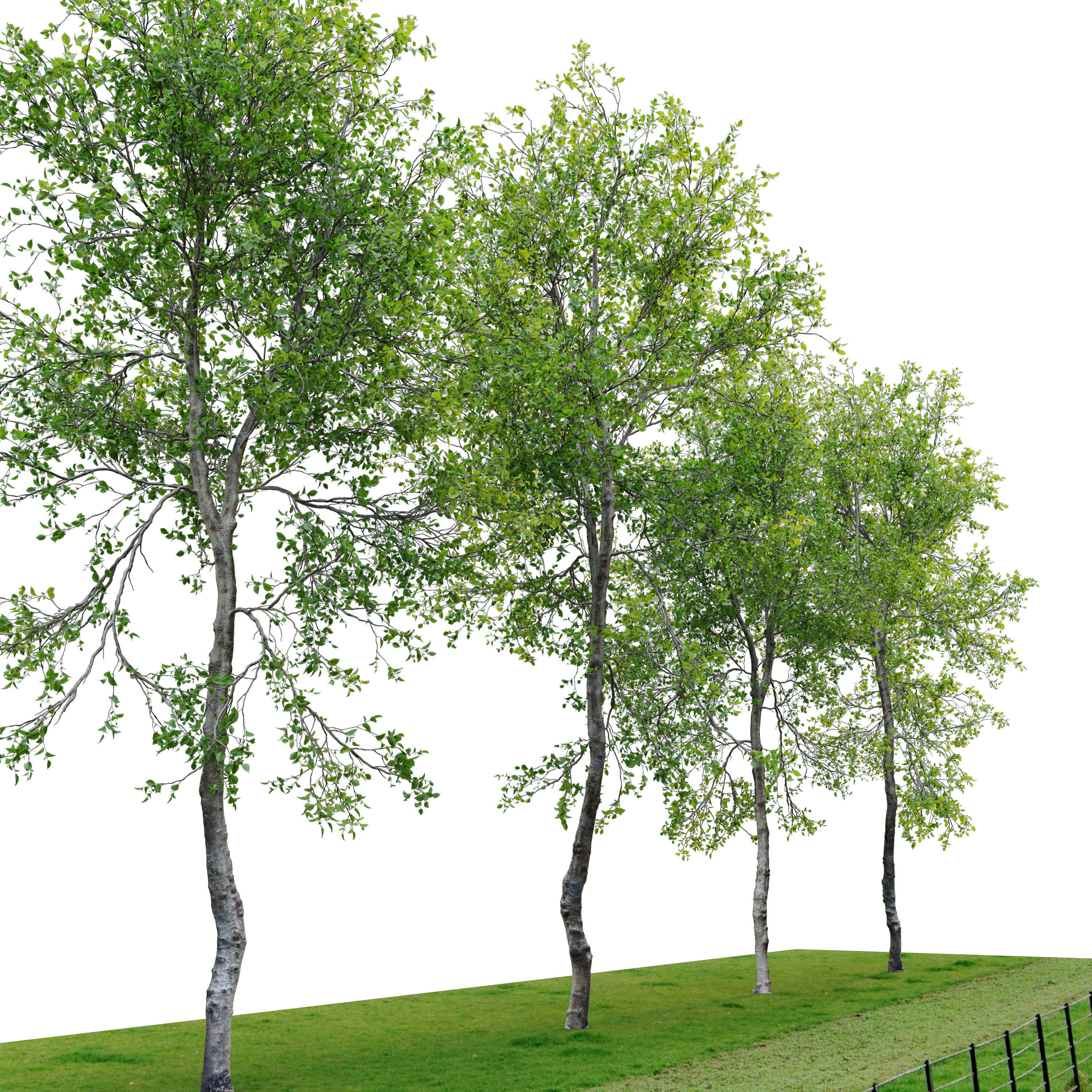Young beech tree 3D model_1