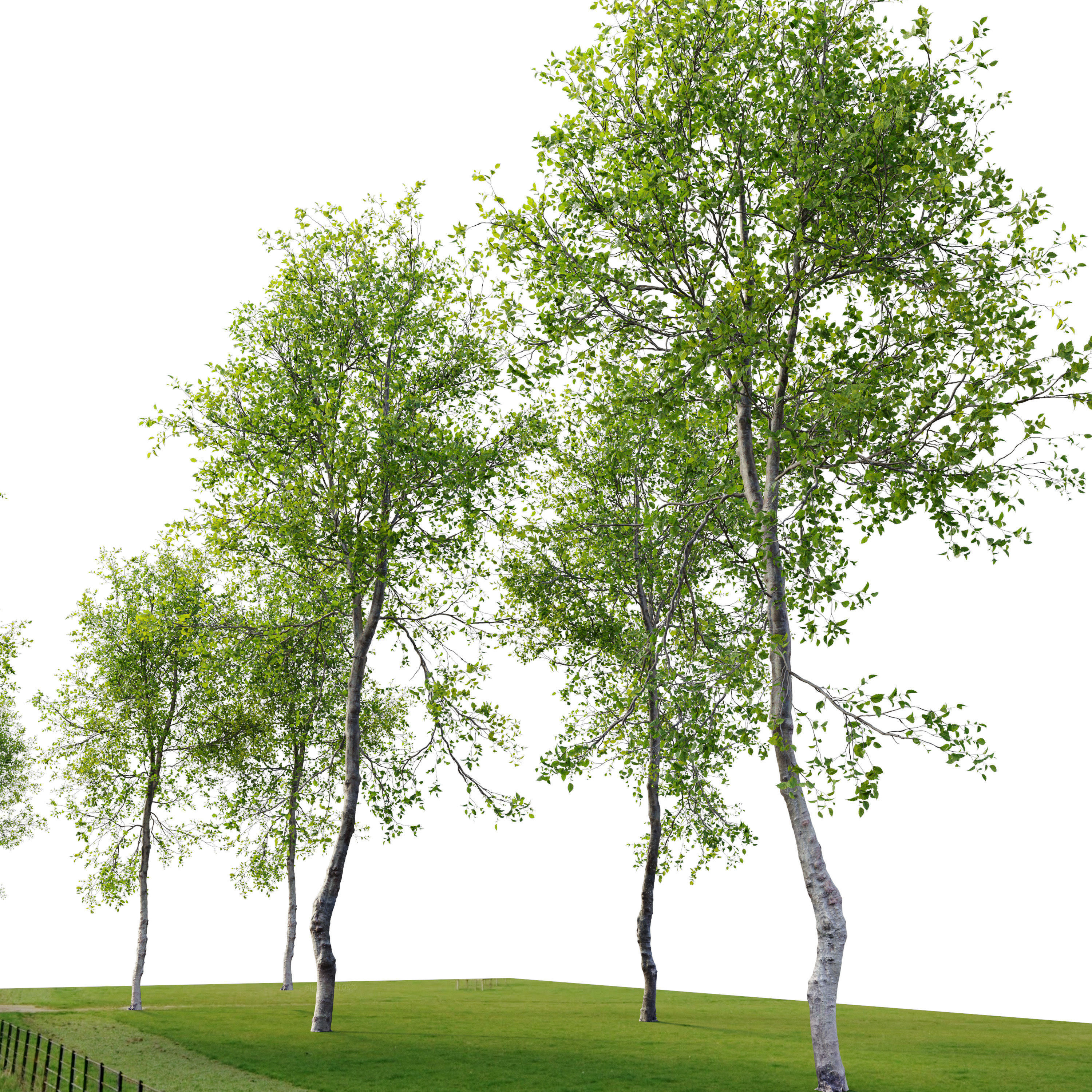 Young beech tree 3D model_4