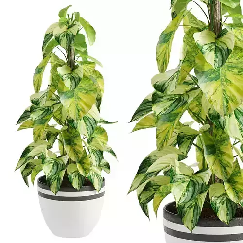 Epipremnum aureum 02