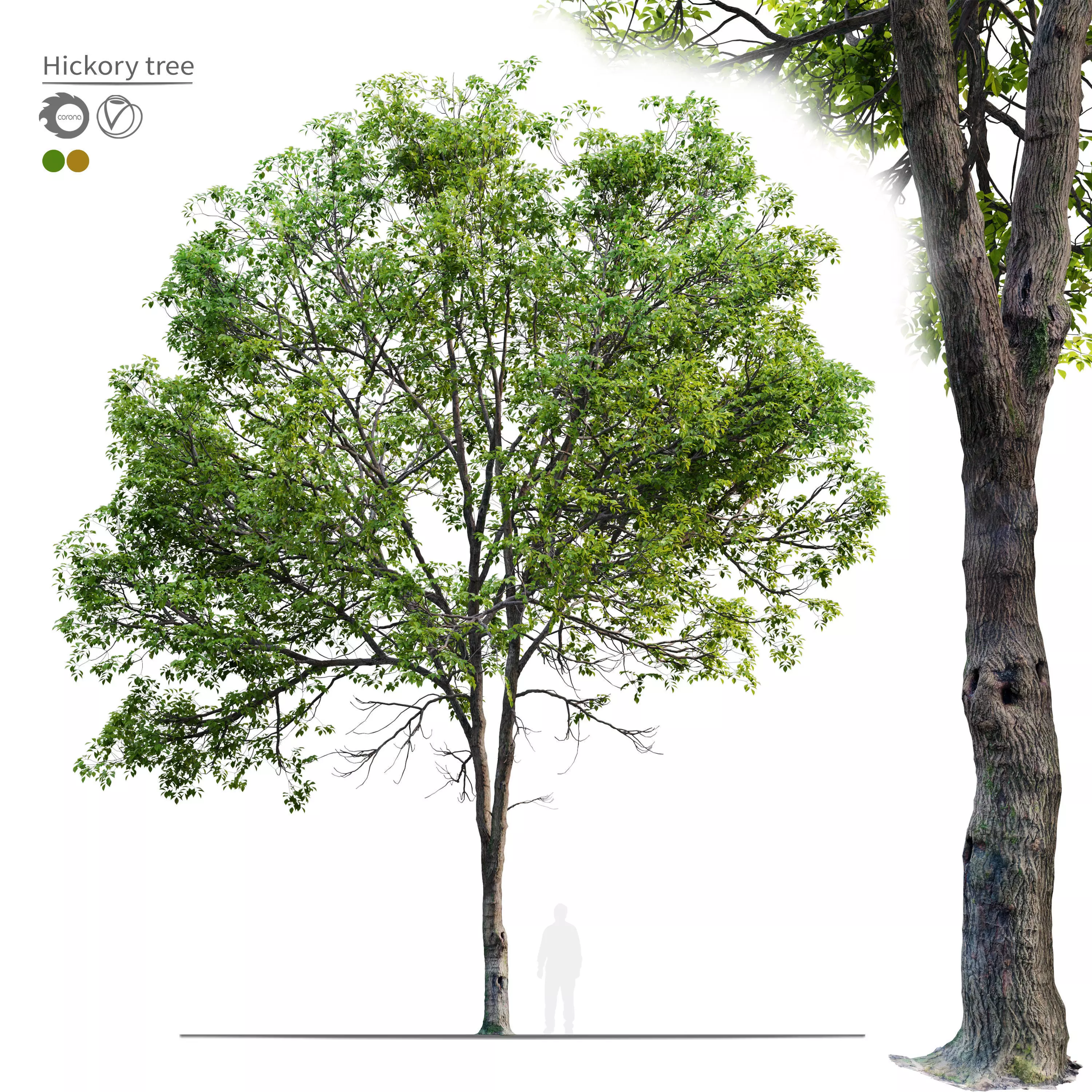 Hickory tree 05 3D model