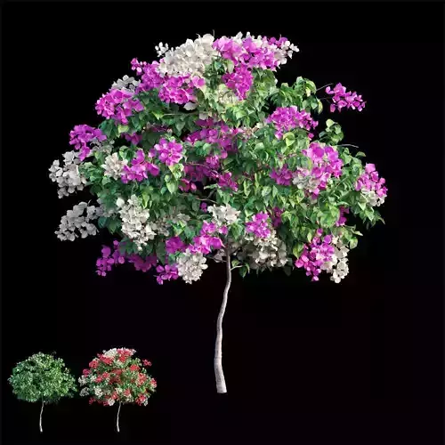Bougainvillea plant set 54