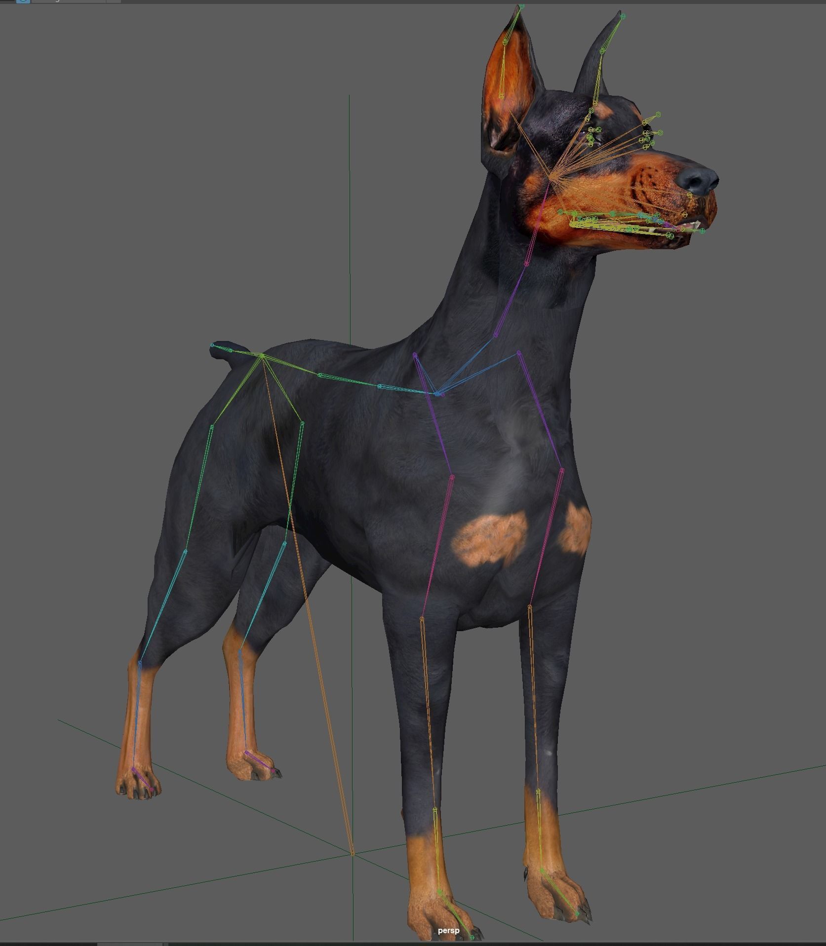  Doberman Dog Rig 3D model_18