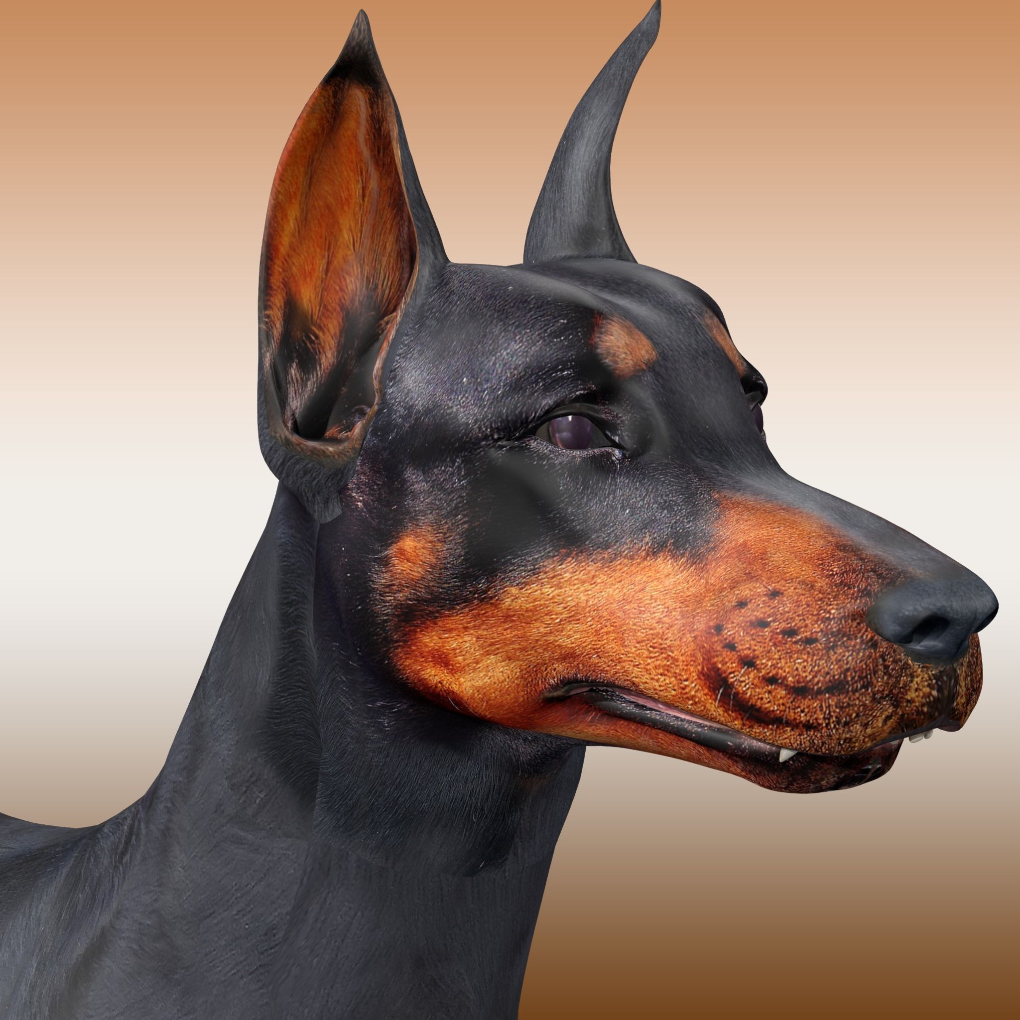  Doberman Dog Rig 3D model_1