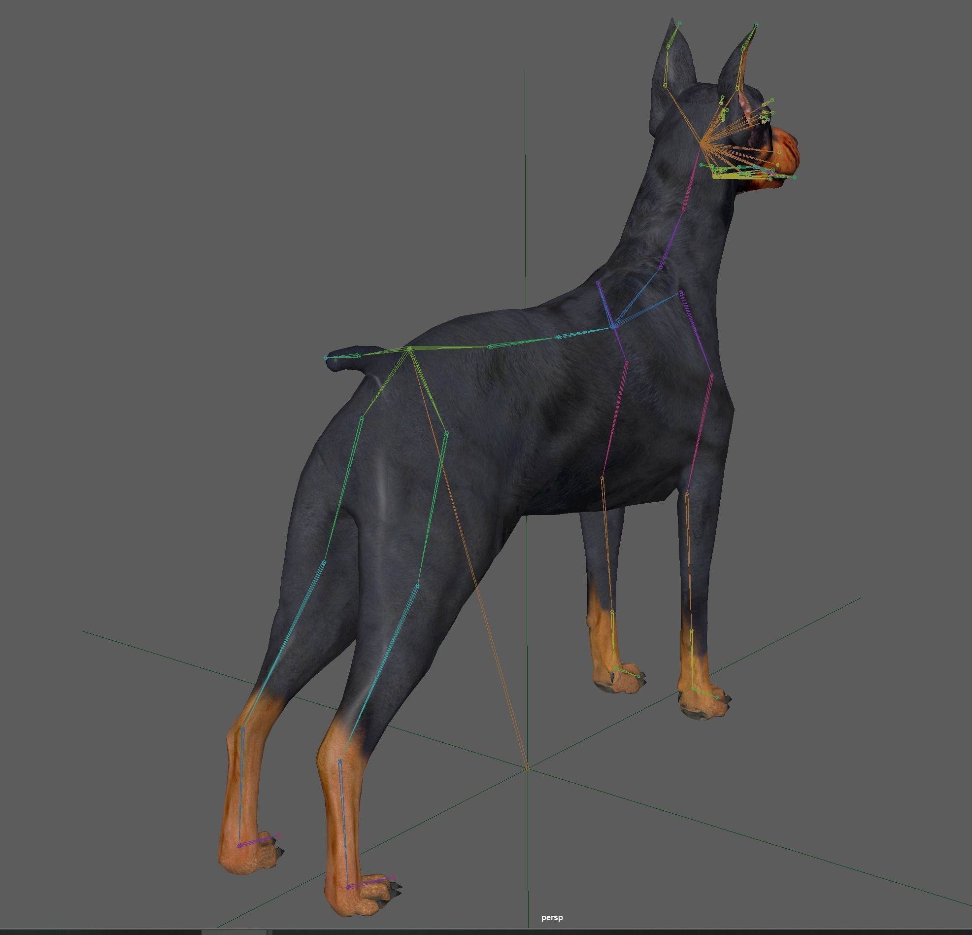  Doberman Dog Rig 3D model_20