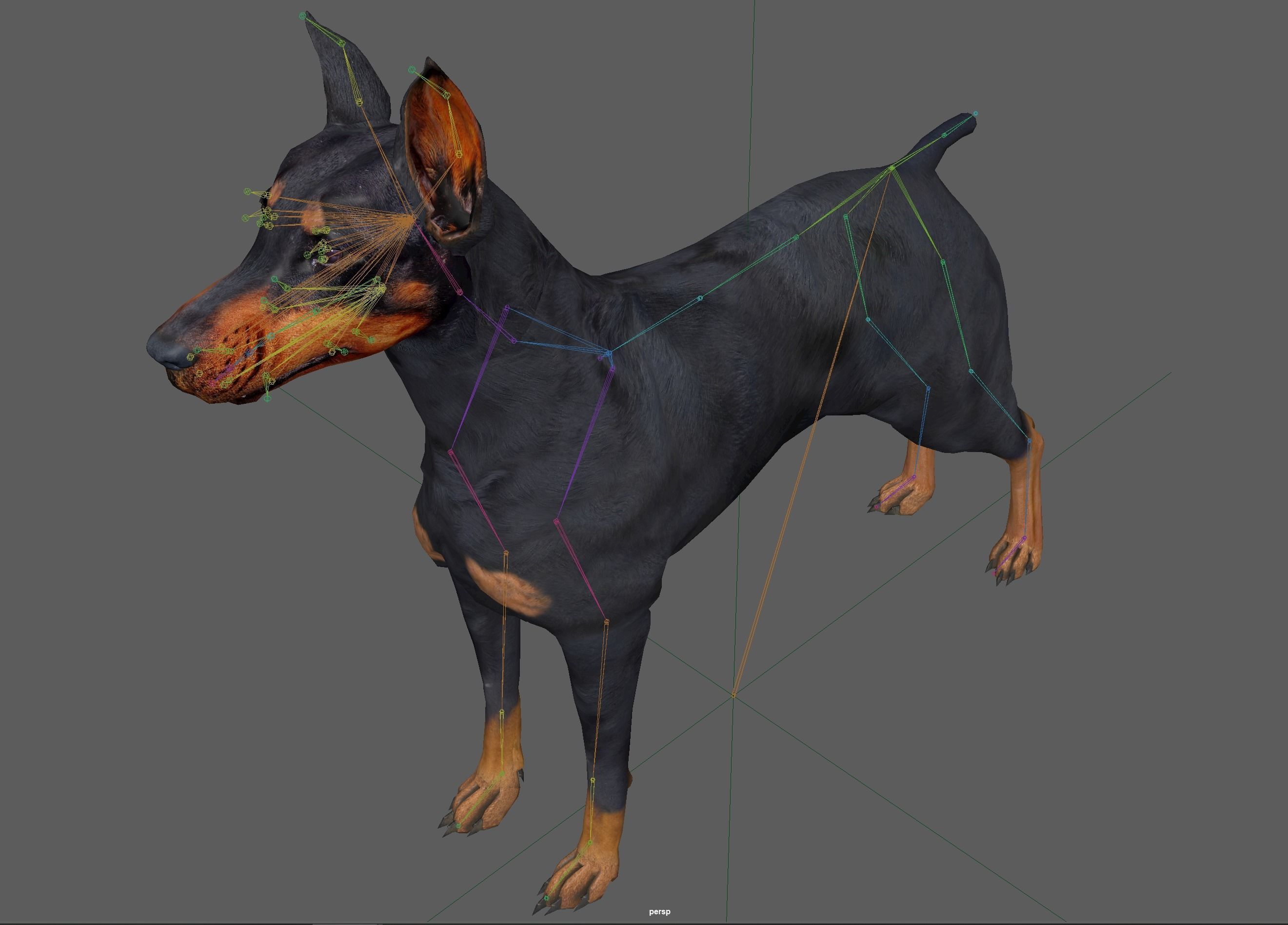  Doberman Dog Rig 3D model_11