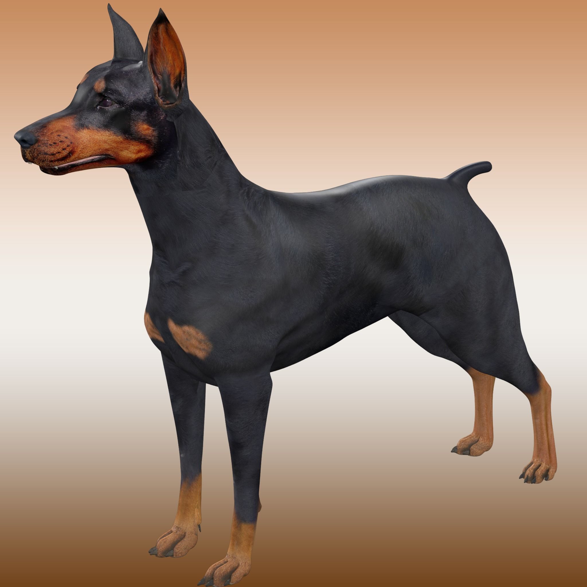  Doberman Dog Rig 3D model_3