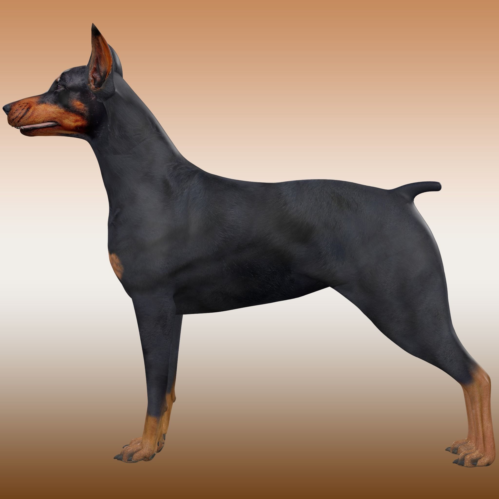  Doberman Dog Rig 3D model_7