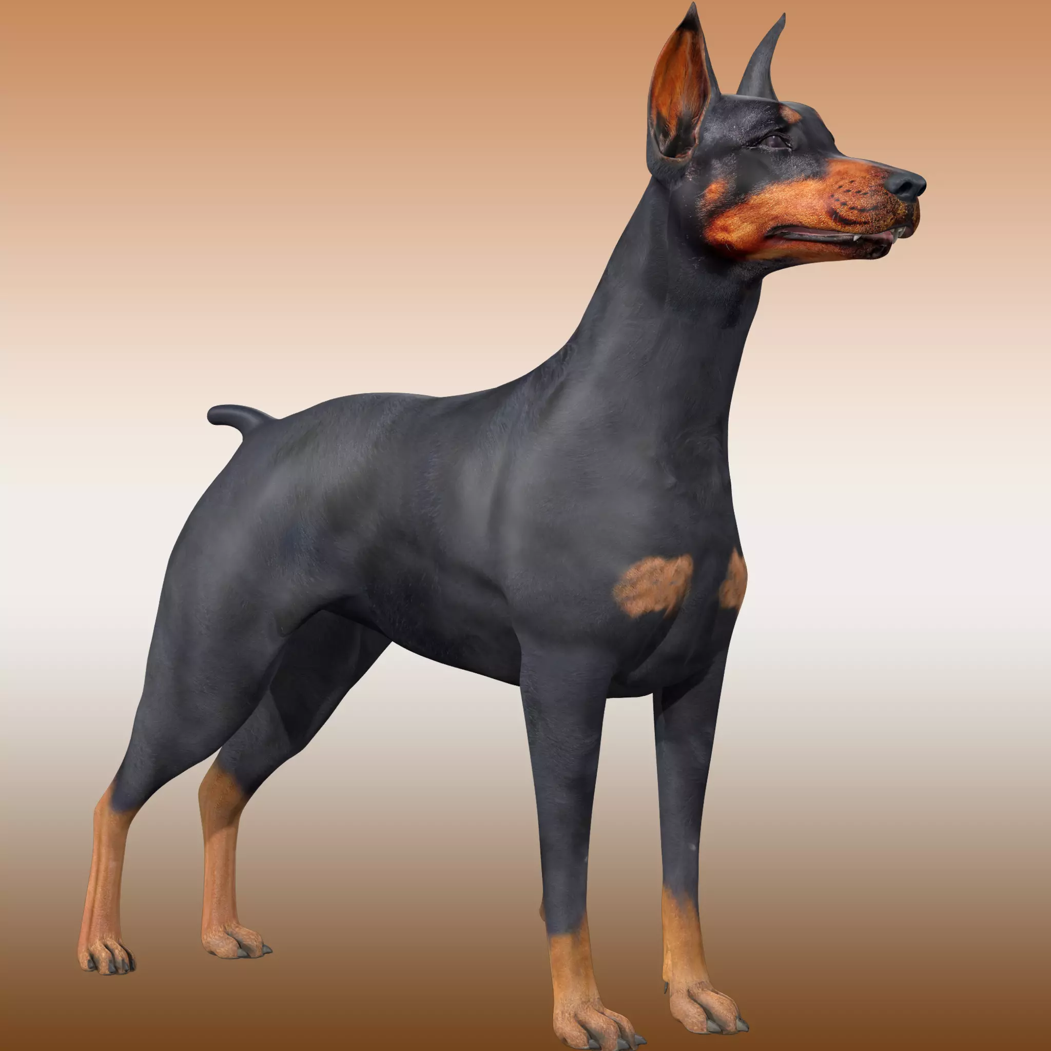  Doberman Dog Rig 3D model_0