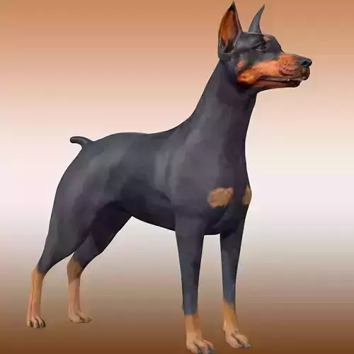  Doberman Dog Rig 3D model