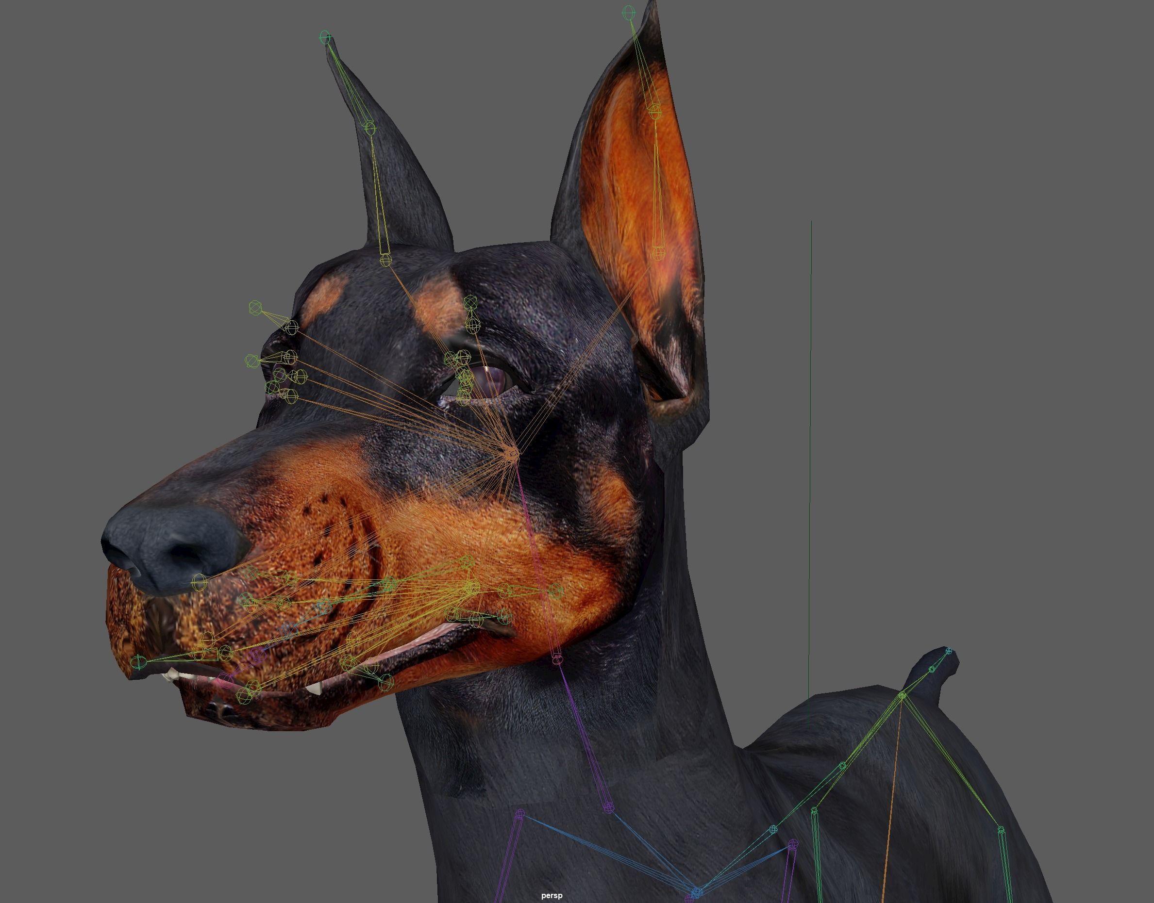  Doberman Dog Rig 3D model_17