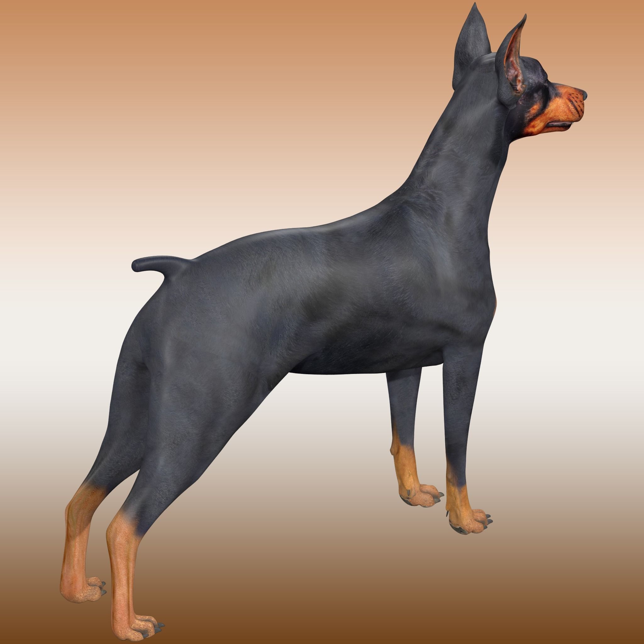  Doberman Dog Rig 3D model_4
