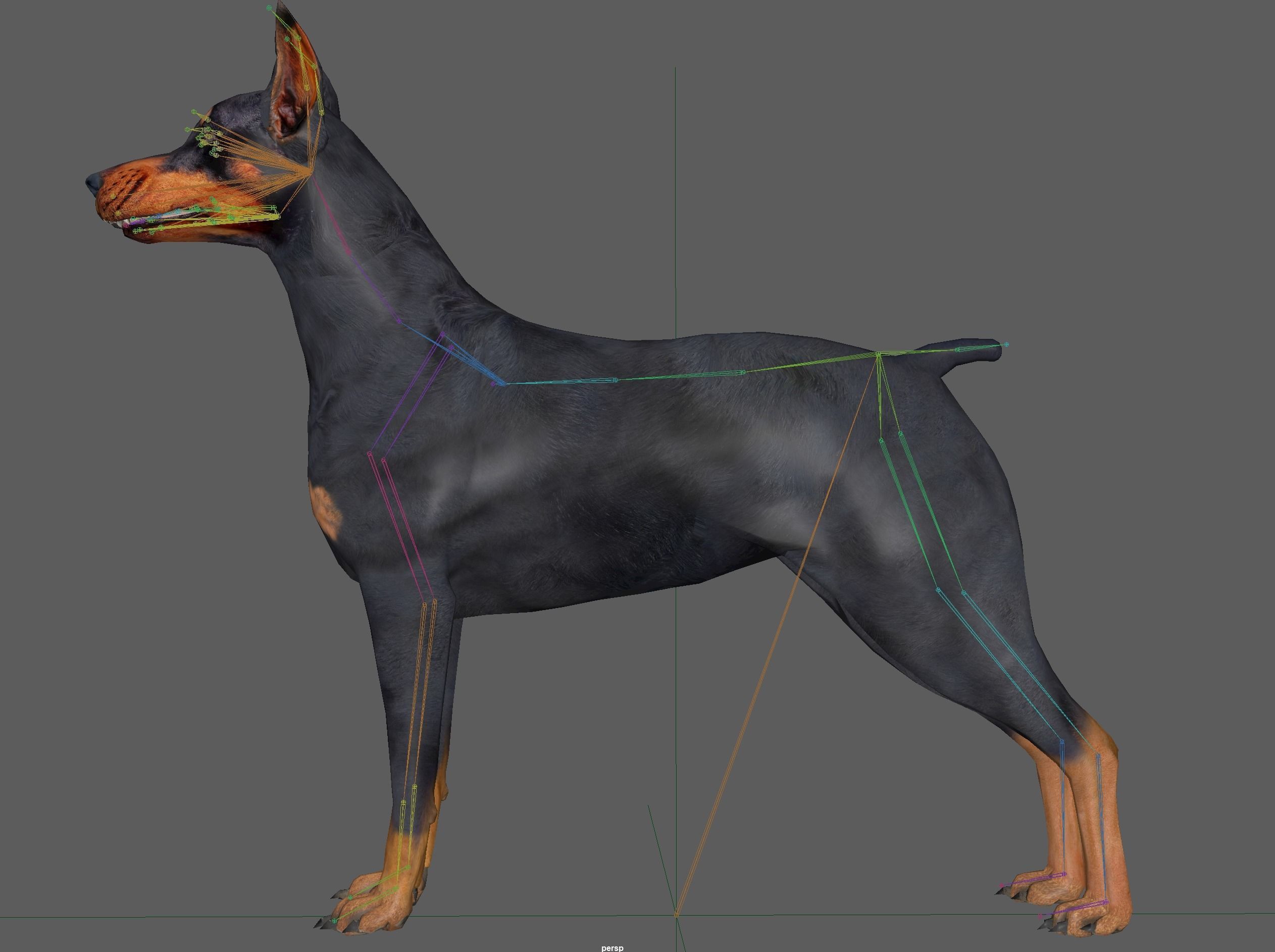  Doberman Dog Rig 3D model_22