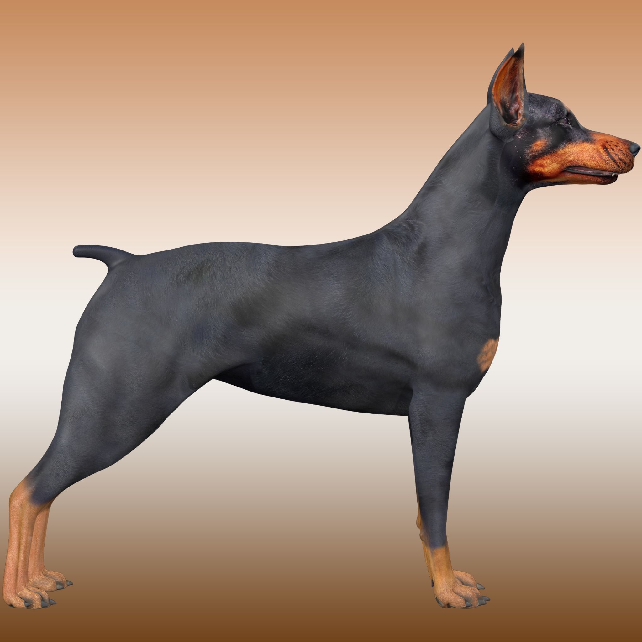  Doberman Dog Rig 3D model_5