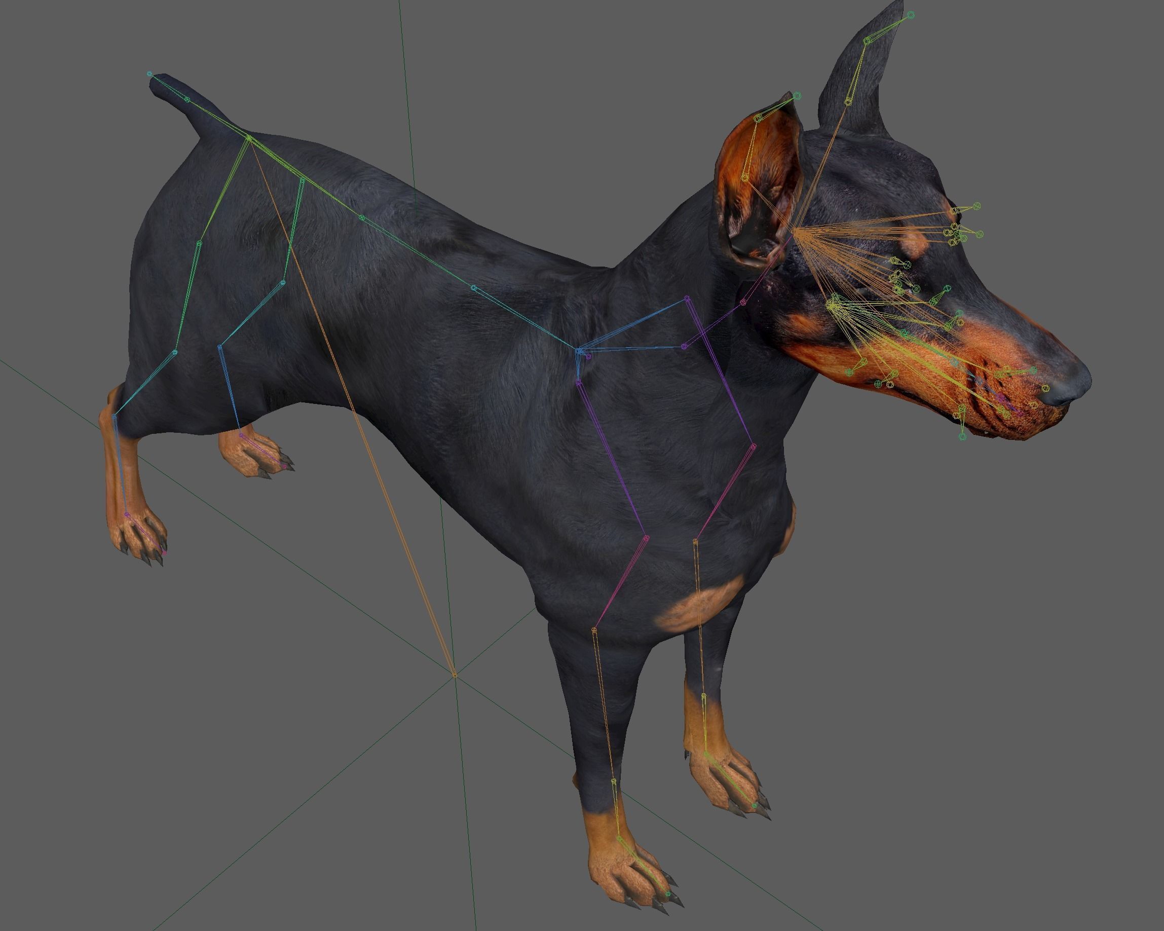  Doberman Dog Rig 3D model_10