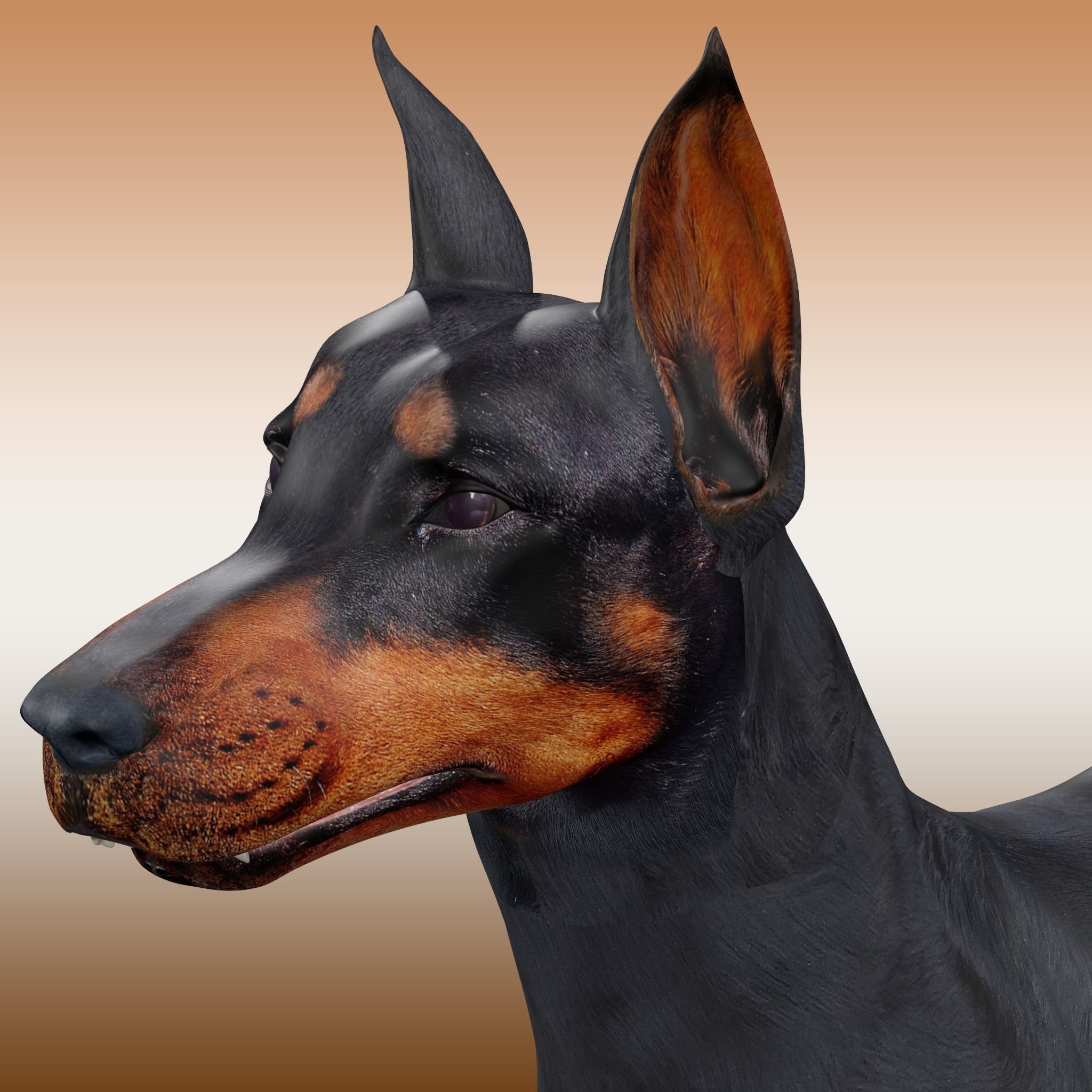  Doberman Dog Rig 3D model_2