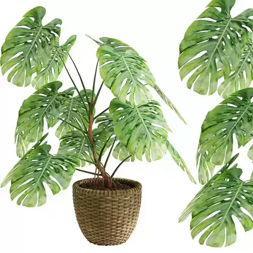 Indoor Monstera Plant  01