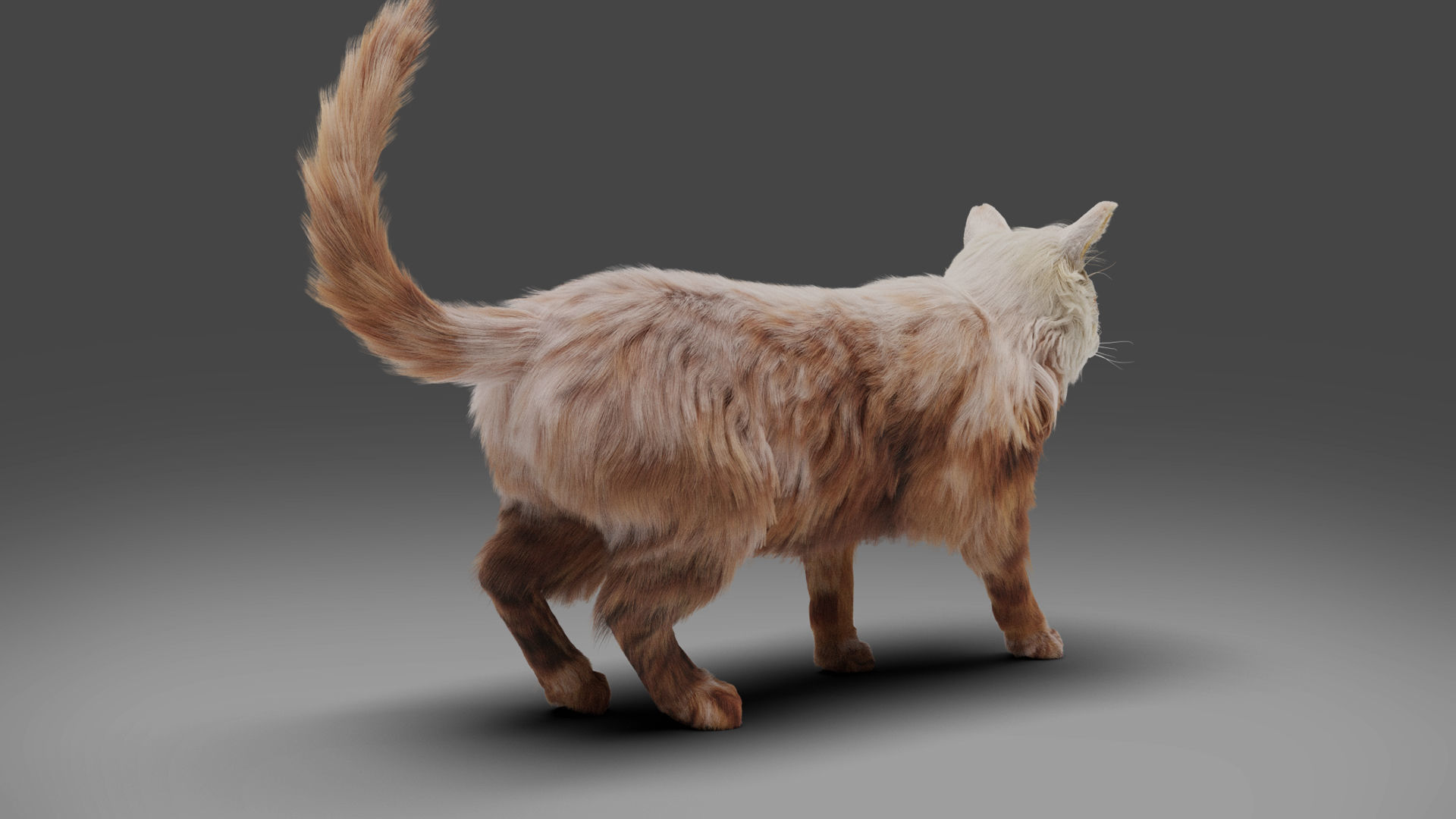 Fur Cat White V2 Rigged and Animated Low-poly 3D model_8
