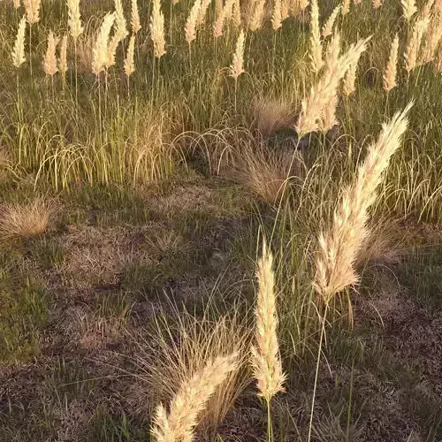 Field herbs 2  grass