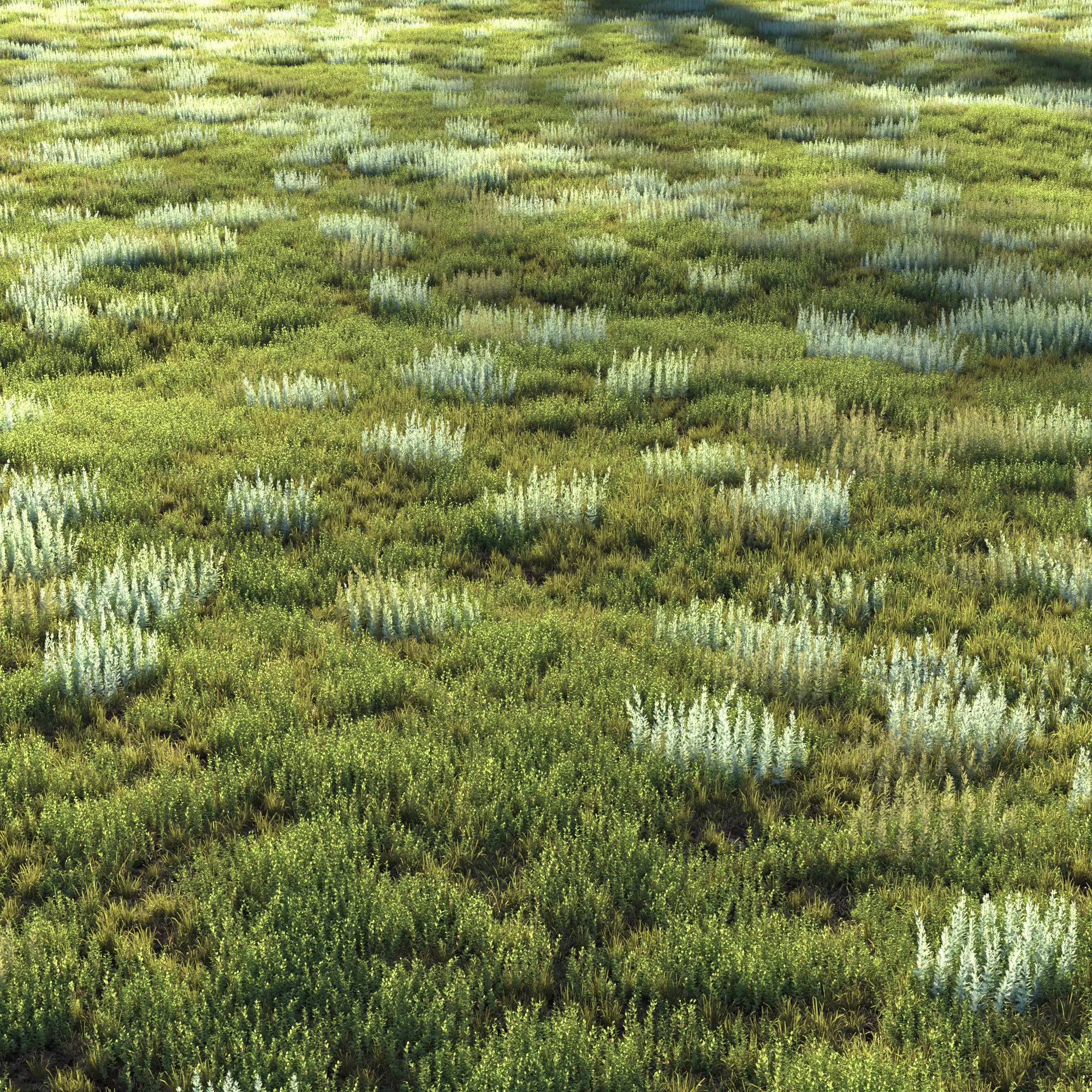 Field herbs grass 4 3D model