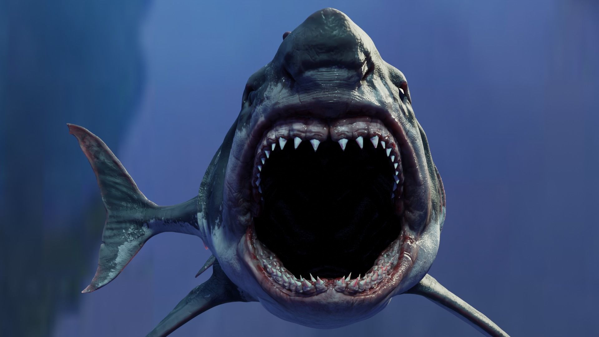 White Shark  Animated  Low-poly 3D model_7