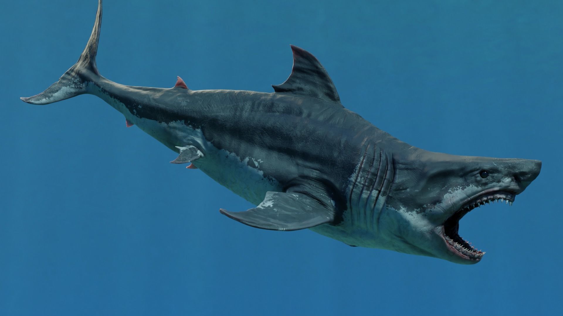 White Shark  Animated  Low-poly 3D model_6