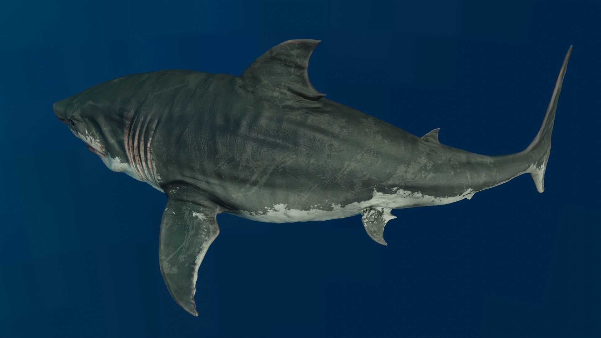 White Shark  Animated  Low-poly 3D model_3
