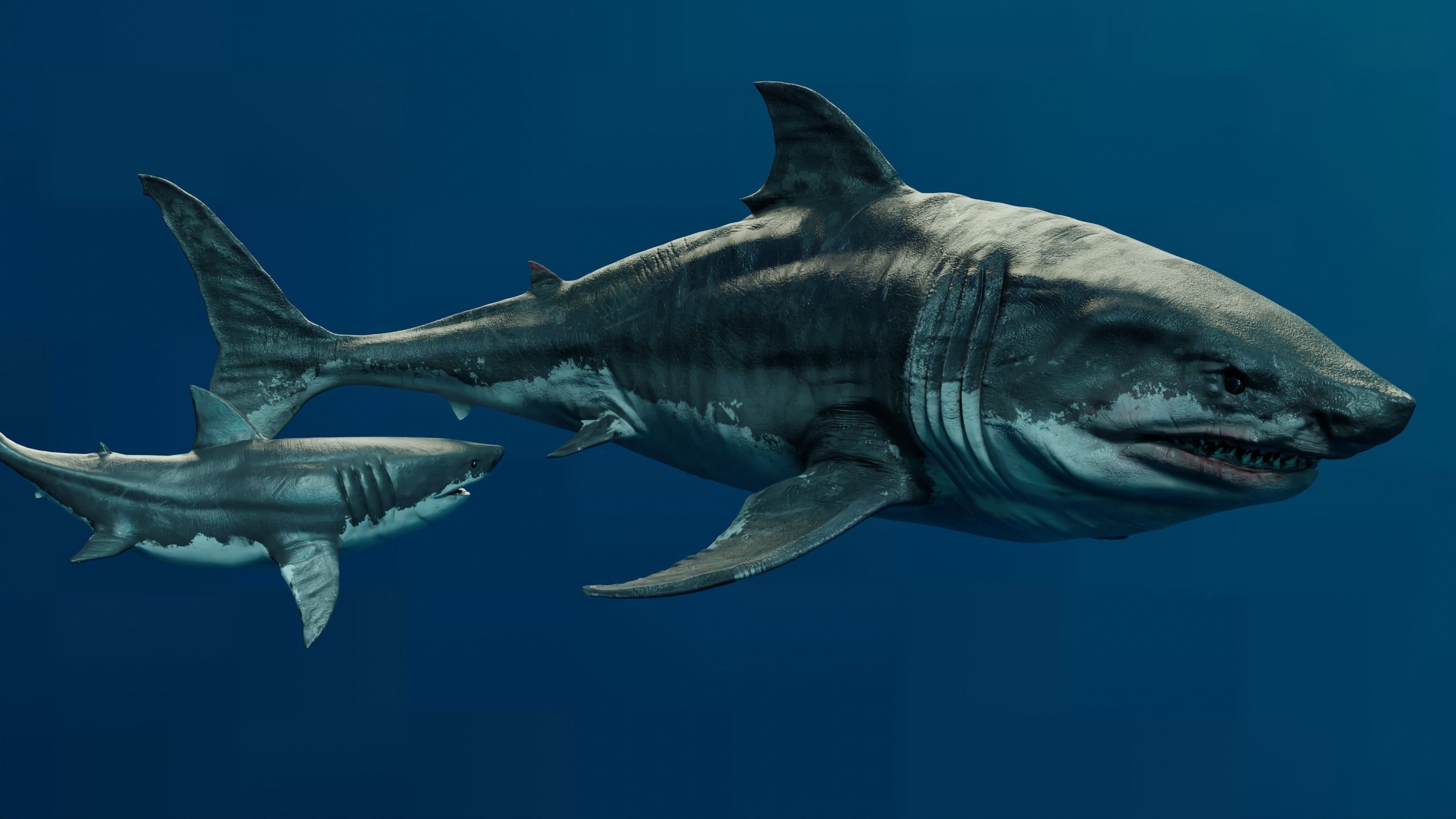 White Shark  Animated  Low-poly 3D model_2