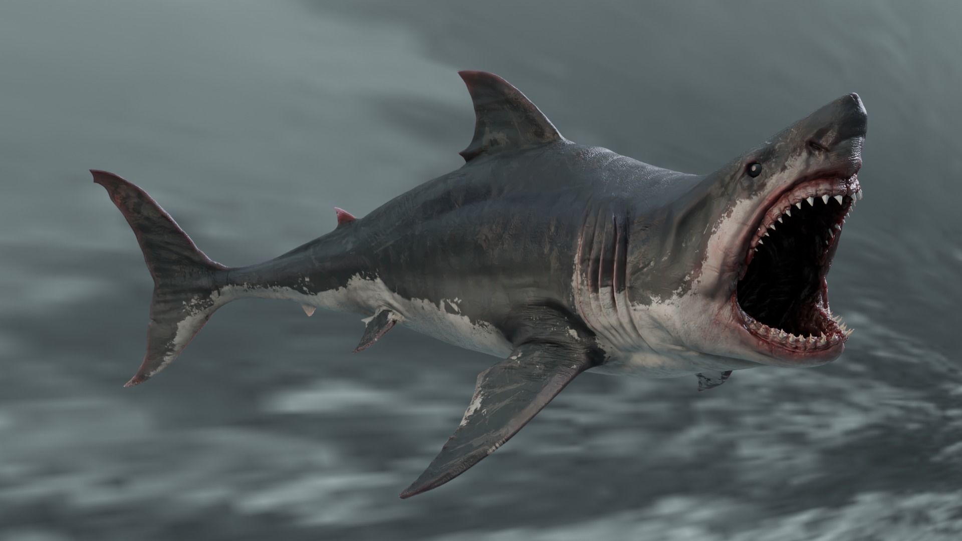 White Shark  Animated  Low-poly 3D model_8