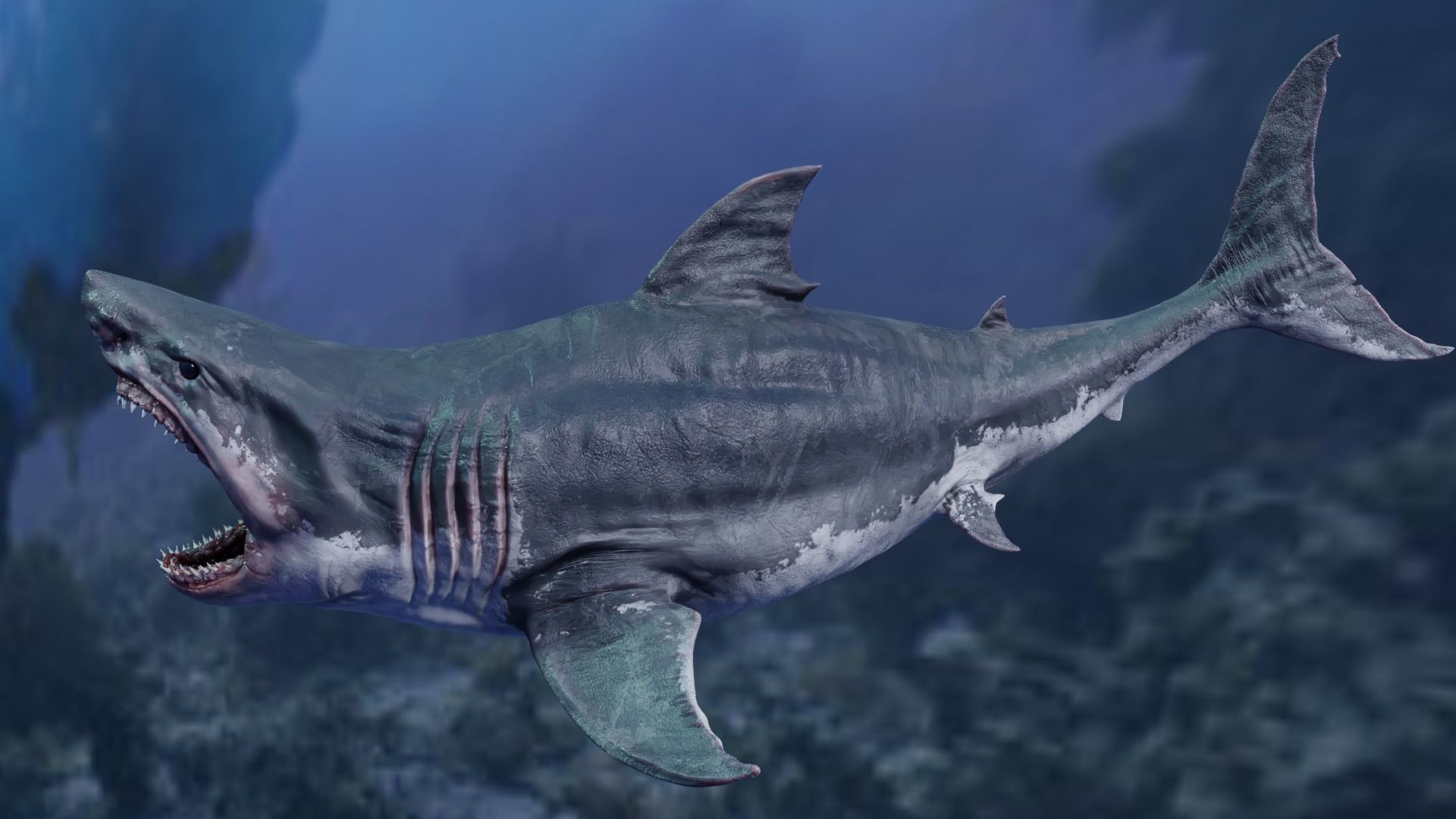 White Shark  Animated  Low-poly 3D model_11