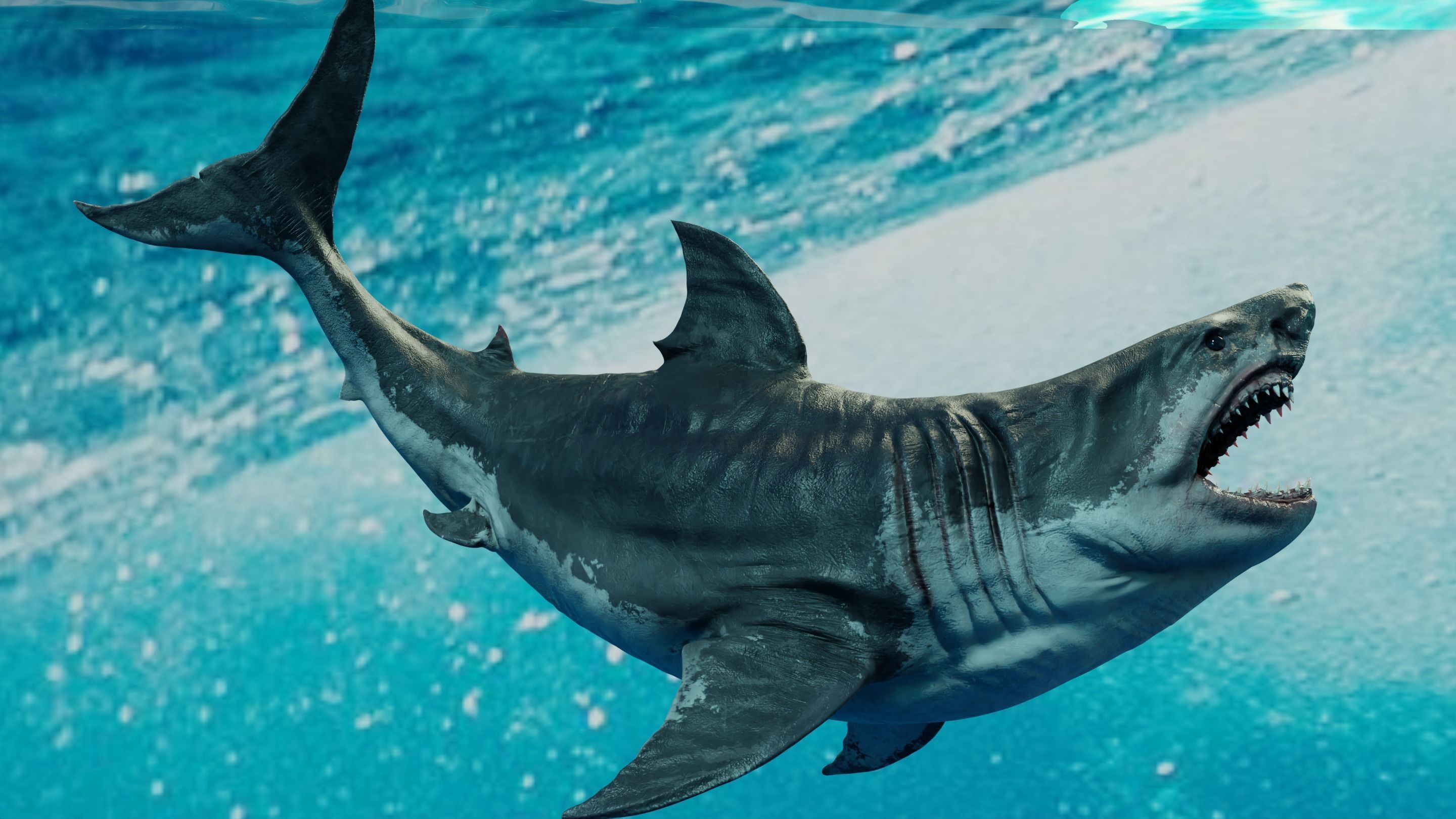 White Shark  Animated  Low-poly 3D model_4