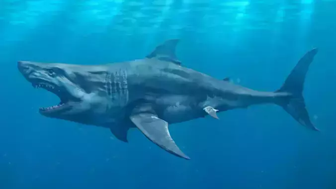White Shark  Animated  Low-poly 3D model
