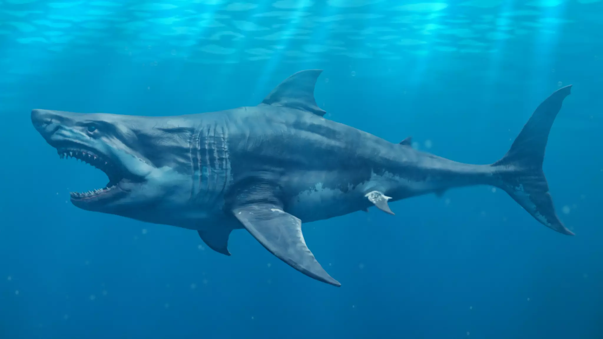 White Shark  Animated  Low-poly 3D model_0