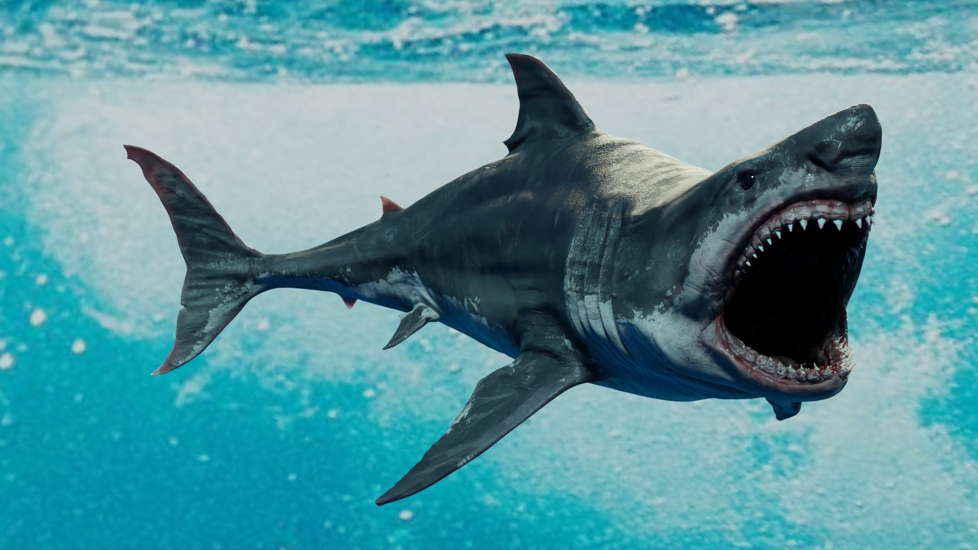 White Shark  Animated  Low-poly 3D model_5