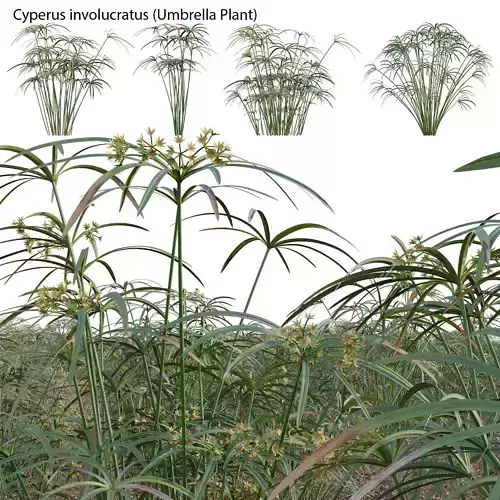 Cyperus involucratus - Umbrella Plant