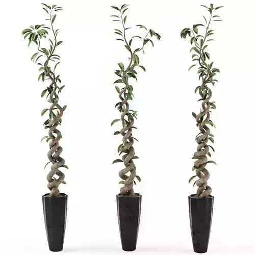 Ficus Tree 3D model