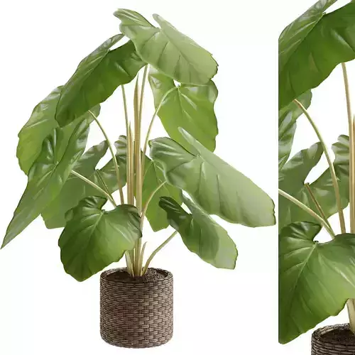 Elephant ear  - caladium