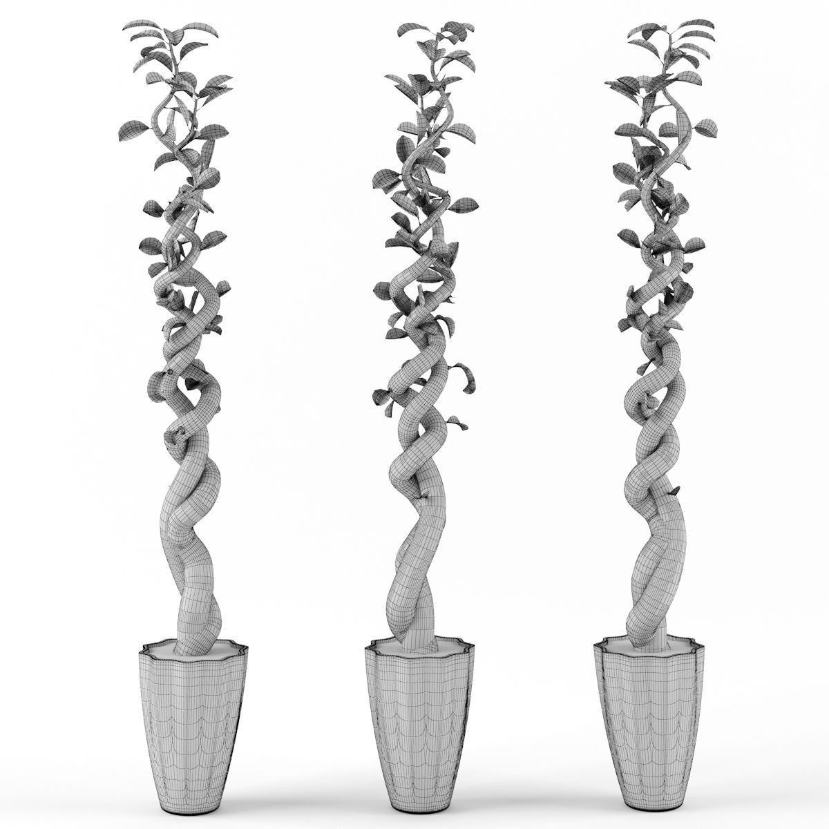 Ficus 2 bonsai tree - bonsai tree 3D model_3