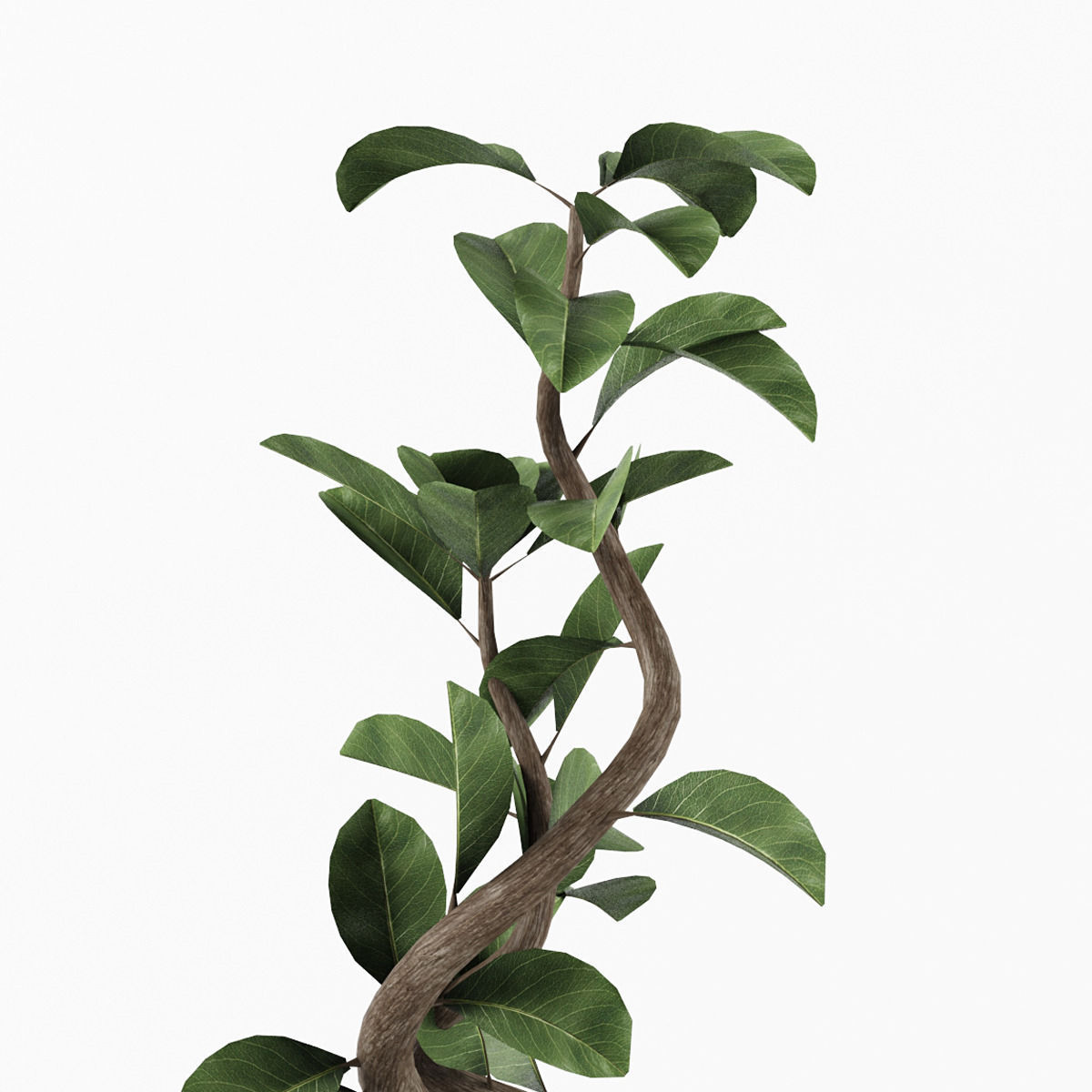Ficus 2 bonsai tree - bonsai tree 3D model_2
