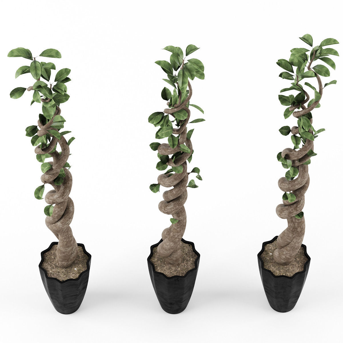 Ficus 2 bonsai tree - bonsai tree 3D model_1