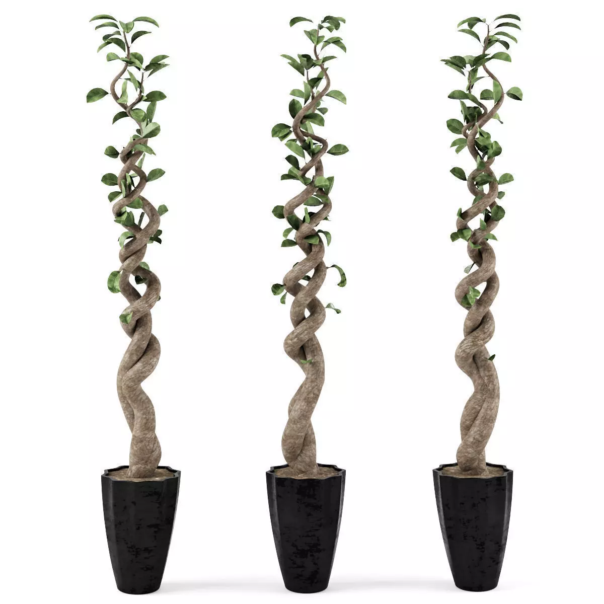 Ficus 2 bonsai tree - bonsai tree 3D model_0