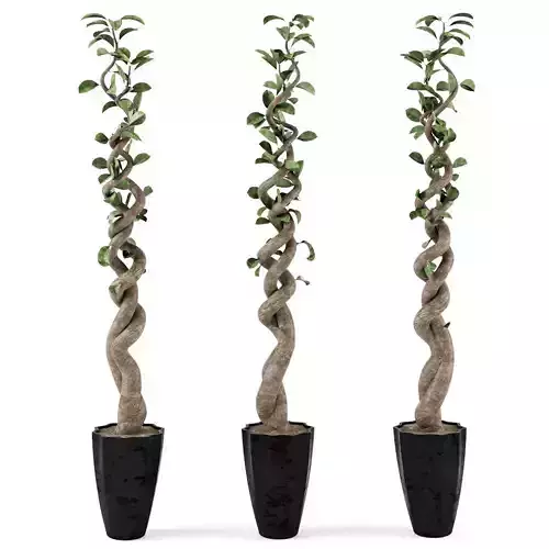 Ficus 2 bonsai tree - bonsai tree 3D model