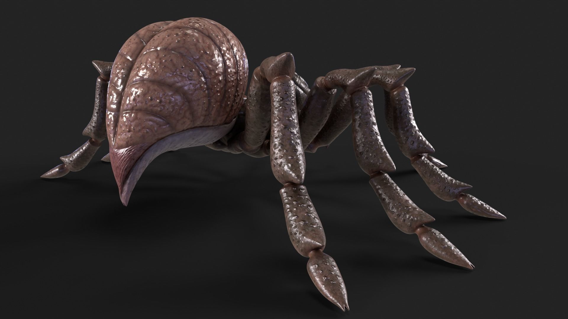 Spider Rigged and Animated Low-poly 3D model_6