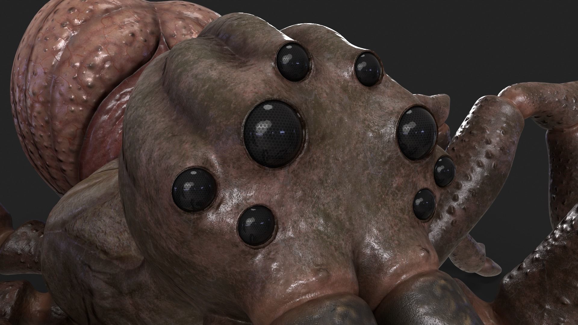 Spider Rigged and Animated Low-poly 3D model_5